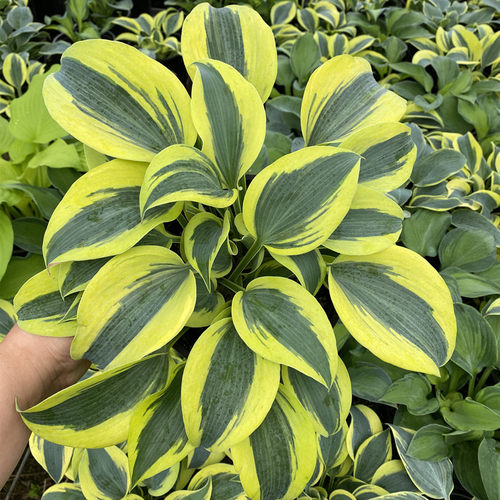玉簪花苗 阳台庭院绿植多年生花卉花园进口大苗盆栽 常绿观叶植物 - 图2