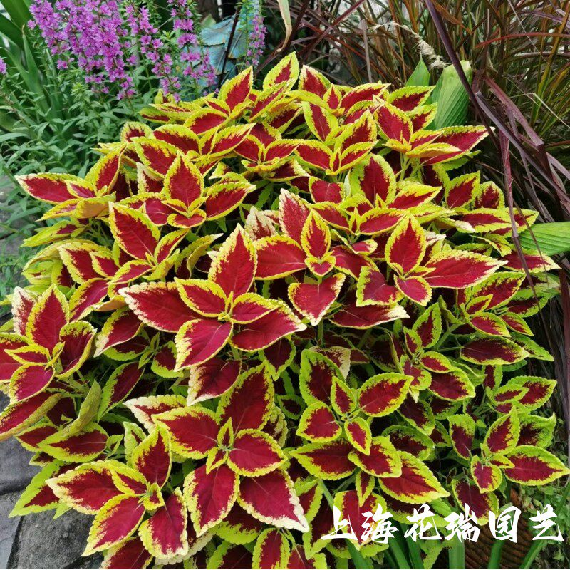 彩叶草盆栽阳台庭院绿植彩叶草花苗多色夏季矾根观叶草耐晒植物_虎窝淘
