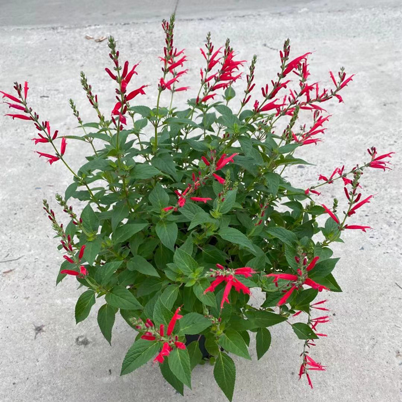 蓝色鼠尾草盆栽带花室外阳台植物庭院地栽花卉多年生耐寒耐热绿植 - 图1