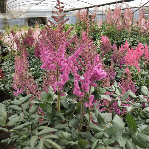 落新妇盆栽带花苞阳台庭院花园花苗多年生宿根耐寒花镜植物络新妇 - 图1
