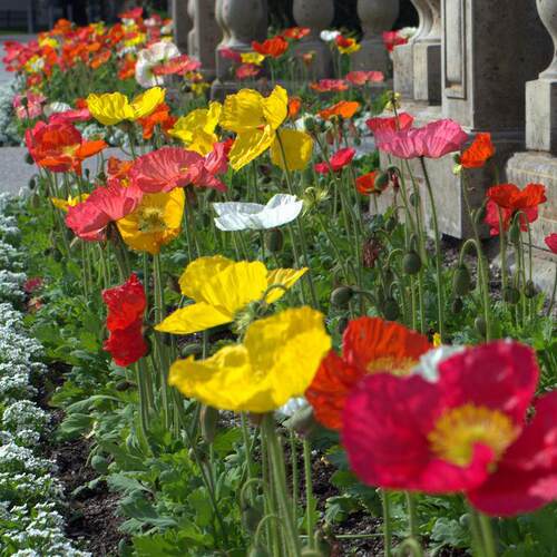 冰岛虞美人花苗盆栽带花苞四季开花阳台庭院花卉耐寒好养活植物 - 图1