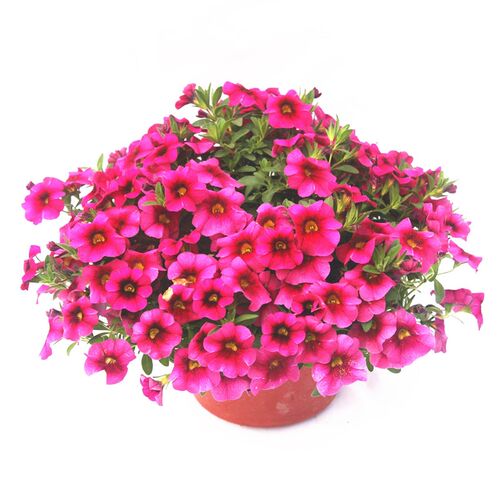 矮牵牛花苗盆栽带花百万小玲垂吊舞春花植物阳台庭院花卉室外植物 - 图3