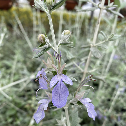 水果兰盆栽灌从石蚕花苗室外阳台庭院花园多年生常青灌木植物花卉 - 图1