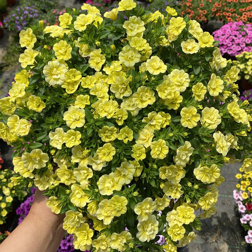 矮牵牛花苗盆栽带花百万小玲垂吊舞春花植物阳台庭院花卉室外植物 - 图2