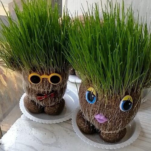 开花娃娃绿植种植花头草头娃娃头上长草植物儿童头发长花小盆栽 - 图3