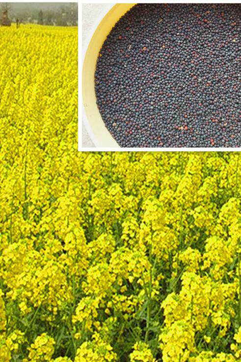 油菜籽波斯菊格桑花籽观赏油菜花种子榨油油菜籽北方耐寒花卉种子