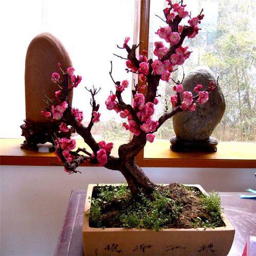 【茹茹一物一拍】朱砂绿梅梅花造型老桩盆景花卉室内外庭院植物 - 图0