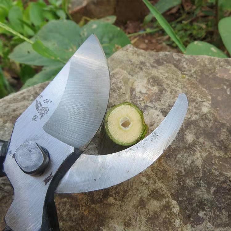 望儿山牌果枝剪老式锻打修枝剪省力园林绿化工具园艺摘果强力剪刀,淘宝优惠券,粉丝福利购,淘宝优惠卷