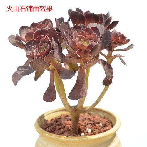 进口鹿沼赤玉土铺面石子虹彩石多肉透气颗粒配土植料火山石麦饭石 - 图3