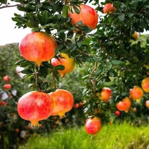 酸石榴10斤纯酸临潼石榴特大红籽孕妇水果新鲜包邮可药用泡酒 - 图3