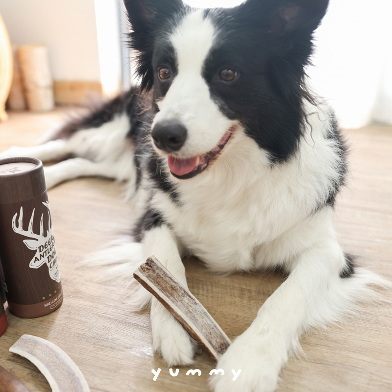 宠物鹿角狗磨牙棒佩特滋骨头零食洁齿耐咬着边牧柴犬天然去除口臭-图0