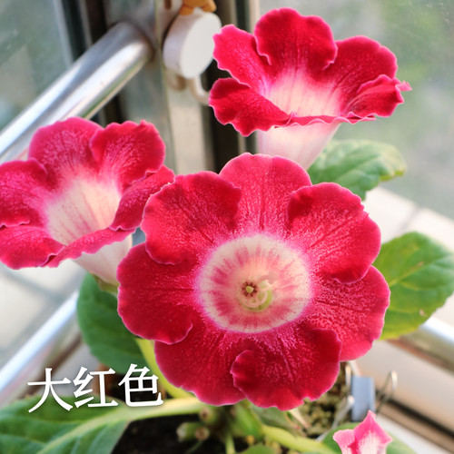 单瓣大岩桐自收种子夏季耐热花卉易活室内阳台满25包邮 - 图0