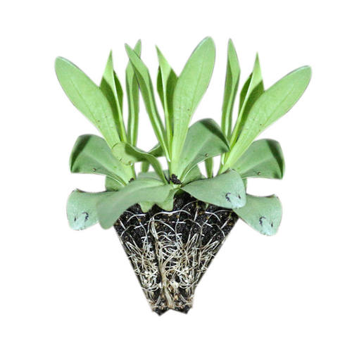 洋桔梗花苗重瓣穴苗四季开花阳台室内室外绿植盆栽带土混色小苗 - 图3