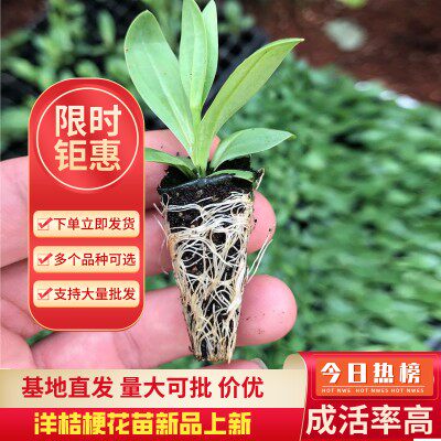 洋桔梗花苗重瓣穴苗四季开花阳台室内室外绿植盆栽带土混色小苗 - 图0