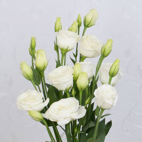 洋桔梗花苗重瓣穴苗四季开花阳台室内室外绿植盆栽带土混色小苗 - 图2