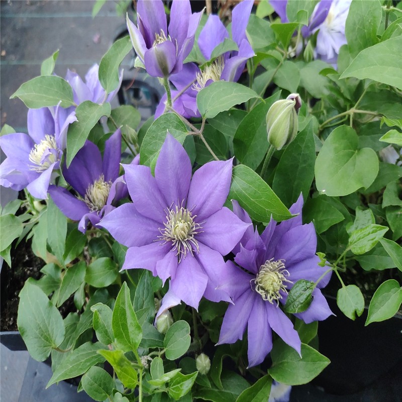 黄姐园艺铁线莲阿莱娜 啤酒艾达 巴黎风情大道矮生铁盆栽吊篮花苗,淘宝优惠券,粉丝福利购,淘宝优惠卷