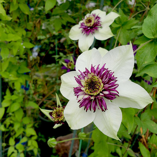 伟伟园艺 铁线莲幻紫 双色重瓣 F系经典四季开花盆栽庭院阳台露台 - 图2