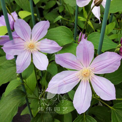 伟伟园艺 铁线莲星之河流/蓝色河流/蓝色回旋/蓝色感想 直立切花 - 图2