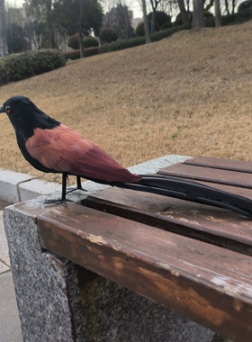 新款仿真红毛鸡羽毛鸡装饰鸡假媒小鸟工艺品景观造景田园动物模型