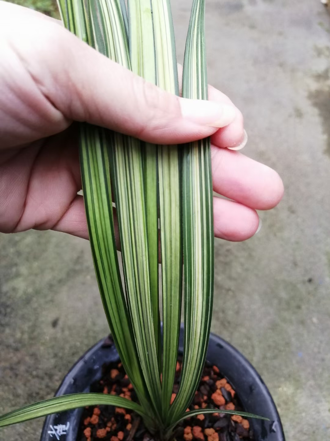 精品兰花春剑线艺～孔雀～浓香好养花卉盆栽包邮特价花期带花苞-图1