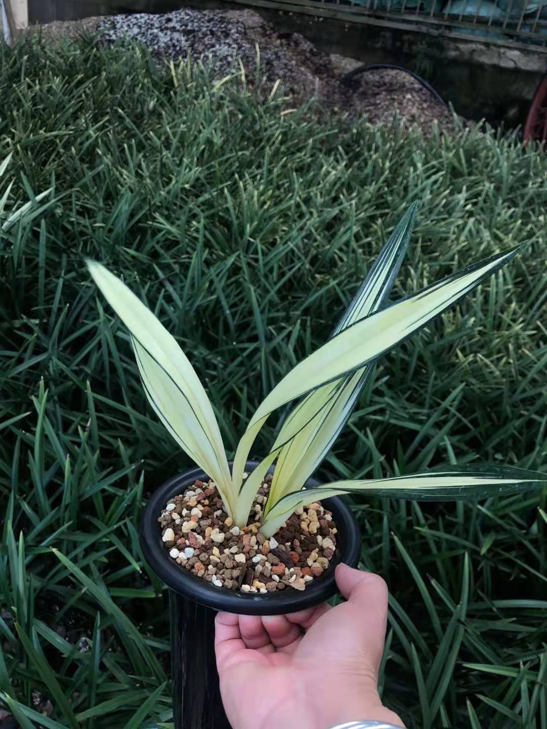 特香兰花墨兰高级中透艺草富贵临门浓香草本客厅花卉草本大花-图0