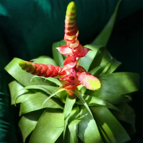 萨曼莎空气凤梨植物无土绿植绿叶耐阴卷叶花卉室内造景懒人盆栽 - 图1