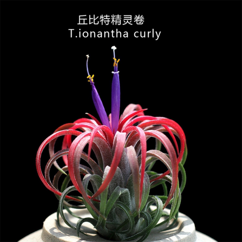 卷叶空气凤梨丘比特精灵空凤无土植物花卉紫花喷水就活好养绿植花 - 图0