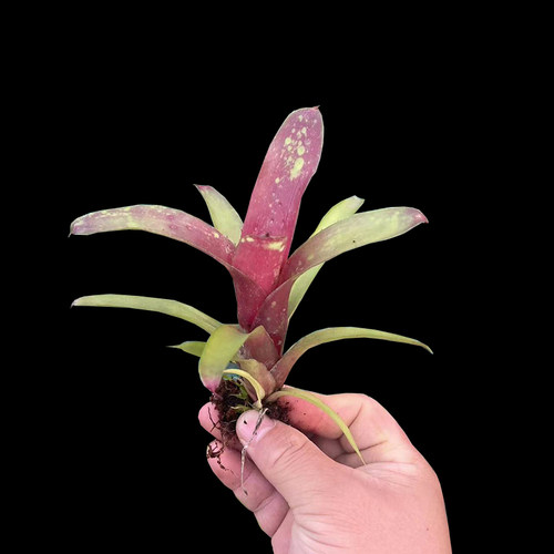小型B属积水凤梨植物雨林景缸生态瘦高绿植可盆栽爬宠水陆缸造景 - 图1