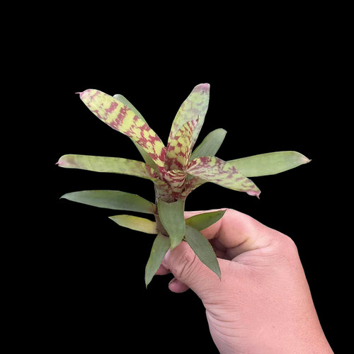 小型B属积水凤梨植物雨林景缸生态瘦高绿植可盆栽爬宠水陆缸造景 - 图2