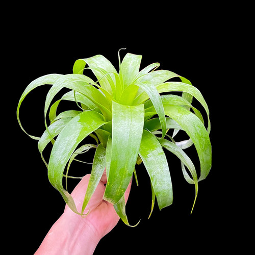 萨曼莎空气凤梨植物无土绿植绿叶耐阴卷叶花卉室内造景懒人盆栽 - 图0