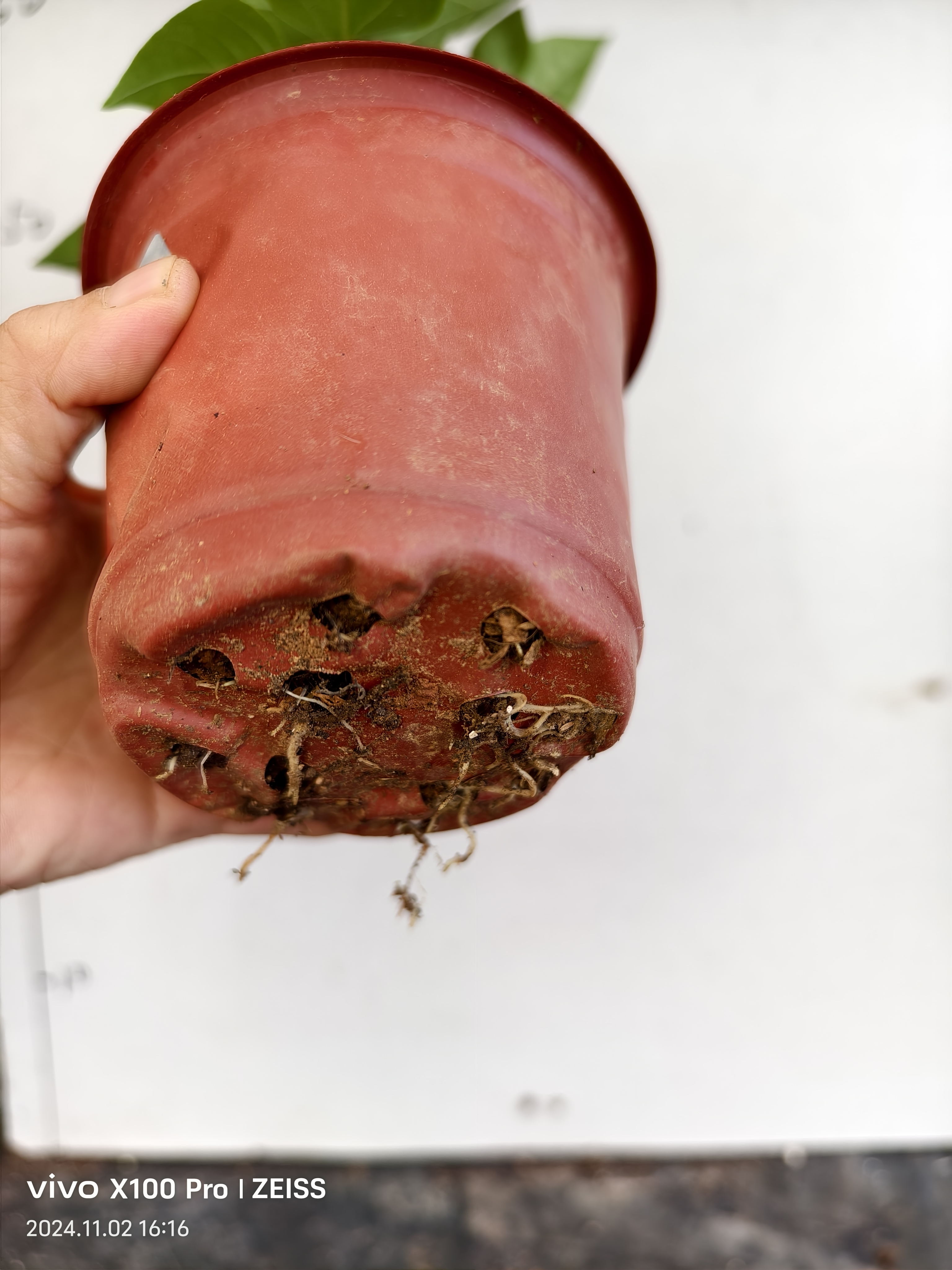 绿樱三角梅 三角梅绿樱盆栽带花四季三角梅开花小苗牙签苗原盆 - 图2