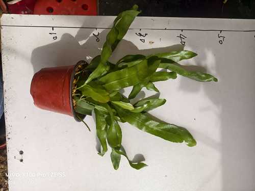 可食用印尼进口小叶昙花浓香耐阴昙花盆栽昙花一梦可垂吊植物花卉 - 图2