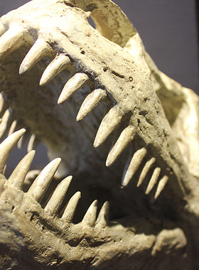 美式风白垩纪霸王龙头骨化石模型