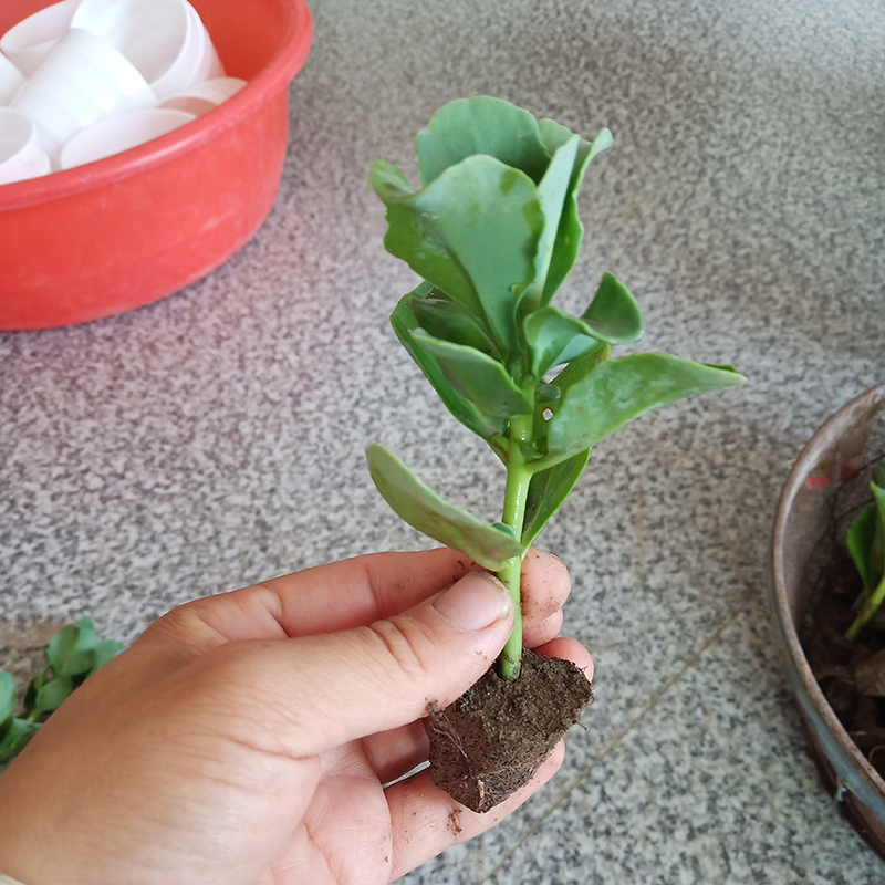 多肉植物花 八宝景天家用花卉苗红叶景天阳台止痒草盆栽好养 趣味 - 图0