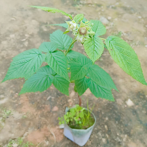 树莓苗当年结果红黄树莓苗南北方阳台庭院盆栽草莓覆盆子种植果树 - 图3