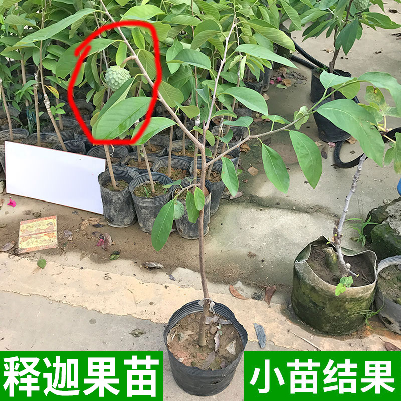 释迦果苗树 特大台湾凤梨释迦苗果树苗嫁接苗 番荔枝苗  当年结果 - 图0