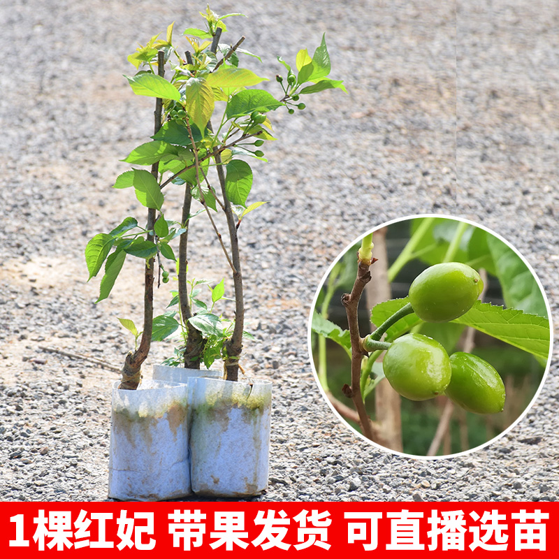 樱桃苗 车厘子树苗 红妃 黑珍珠樱桃树苗 盆栽南北方种植当年结果 - 图1