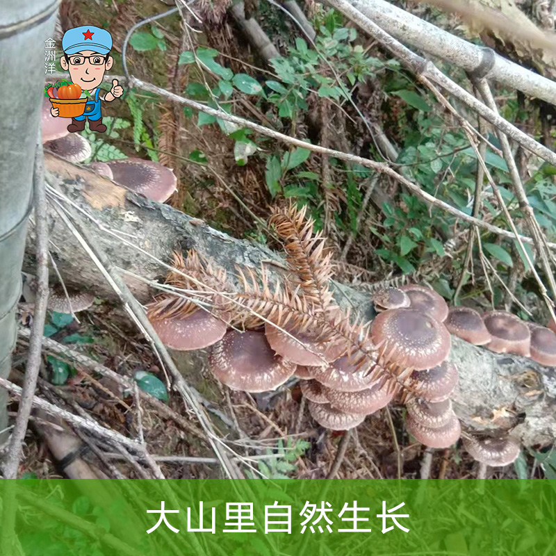 江西大山深处（野生香菇干），纯正香气，缺点性价比太低量少贵！-图2