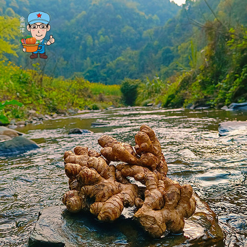 江西保护区深山老品种小黄姜 土品种月子姜自留种老姜辛辣500g - 图0