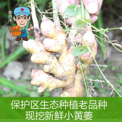 江西保护区深山老品种小黄姜 土品种月子姜自留种老姜辛辣500g - 图2