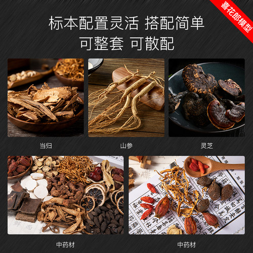 仿真中药材种子瓶标本模型博物馆医学院校中小学科普科教开票定制 - 图1