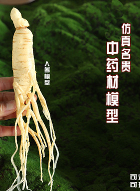 仿真名贵中药材标本模型人参鹿茸