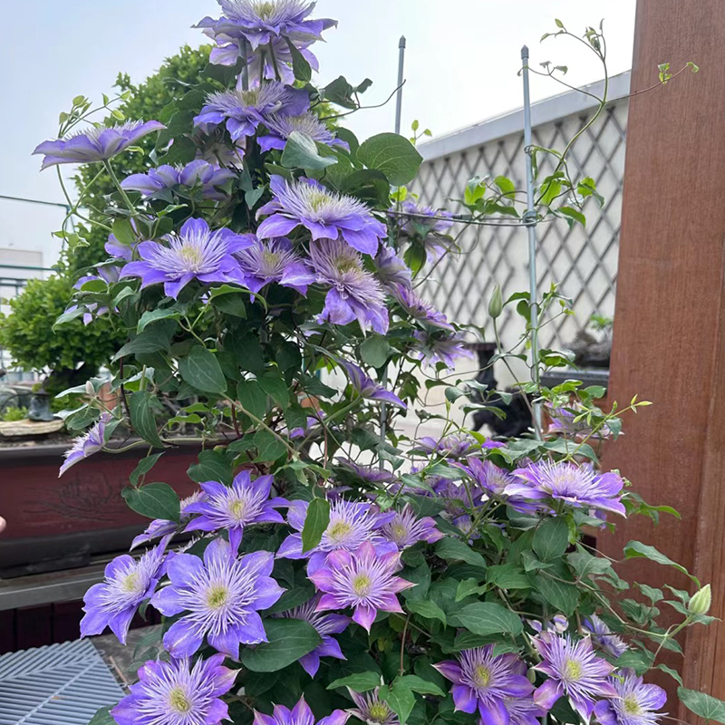 水晶喷泉铁线莲花苗盆栽花卉爬藤植物早花大花庭院阳台可垂吊绿植 - 图1