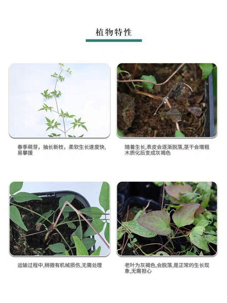 巴黎风情铁线莲花苗攀援爬藤紫色阳台盆栽苗植物庭院花卉早花耐热 - 图2