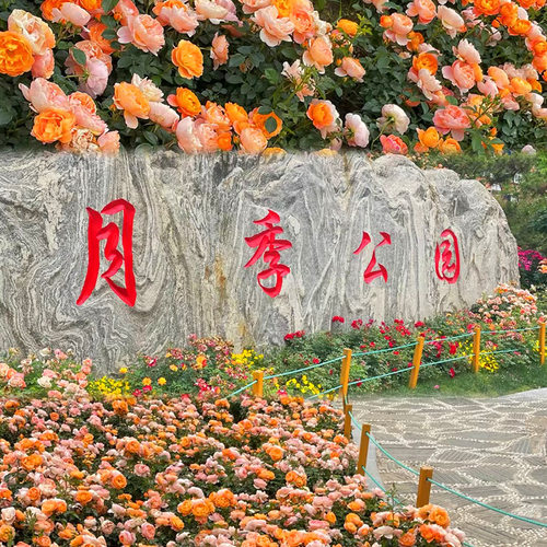 果汁阳台月季大苗带花苞欧月灌木大花四季丰花花卉勤花植物室内庭 - 图2