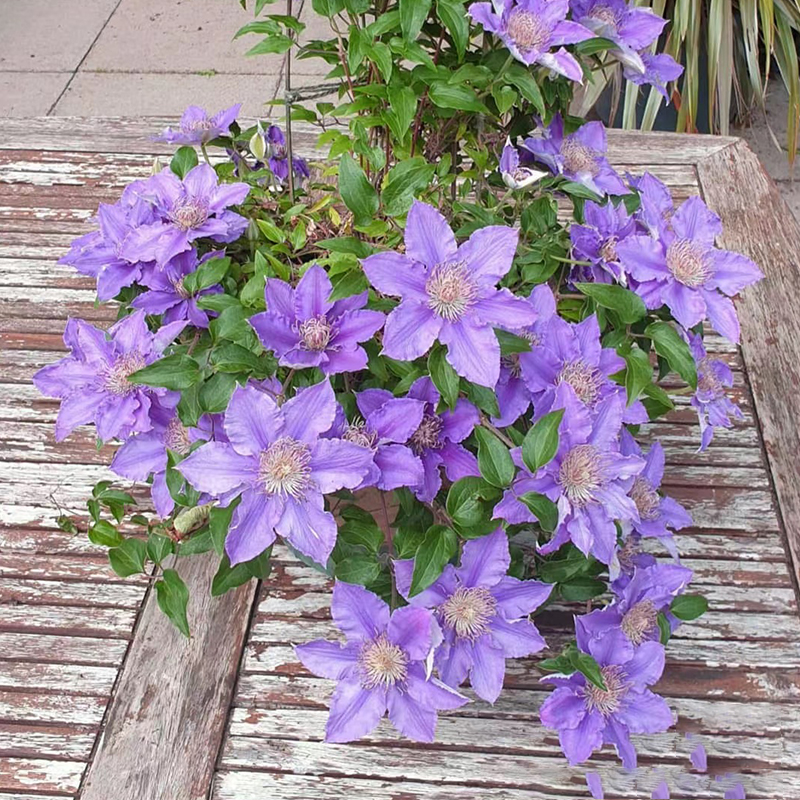 啤酒铁线莲花苗阳台盆栽绿植早花大花重瓣庭院阳台花爬藤攀援植物 - 图2