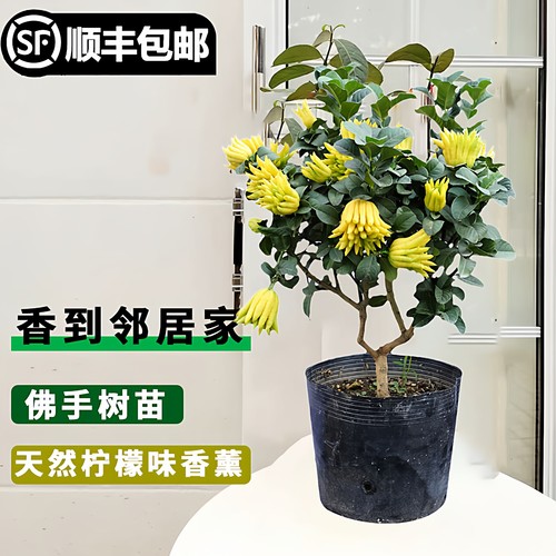 佛手树苗盆栽带果金佛手大果盆景佛手柑室内阳台盆栽庭院花卉植物 - 图0