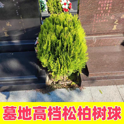 松柏球型黄金柏 洒金柏树苗 松柏树 塔柏龙柏松柏苗 耐寒地栽柏树 - 图0