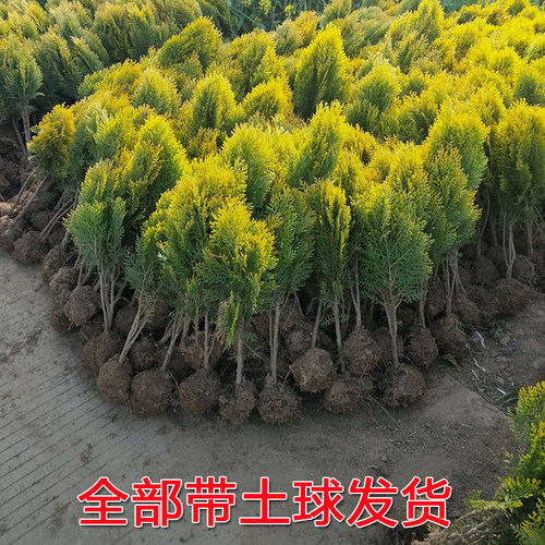 松柏球型黄金柏 洒金柏树苗 松柏树 塔柏龙柏松柏苗 耐寒地栽柏树 - 图3
