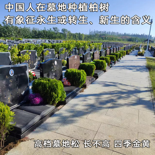 松柏球型黄金柏 洒金柏树苗 松柏树 塔柏龙柏松柏苗 耐寒地栽柏树 - 图2